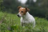 JACK RUSSEL 236